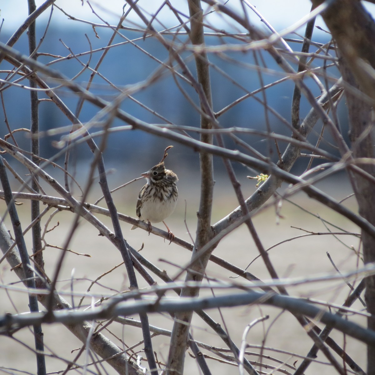 Vesper Sparrow - Rodolphe Dubois