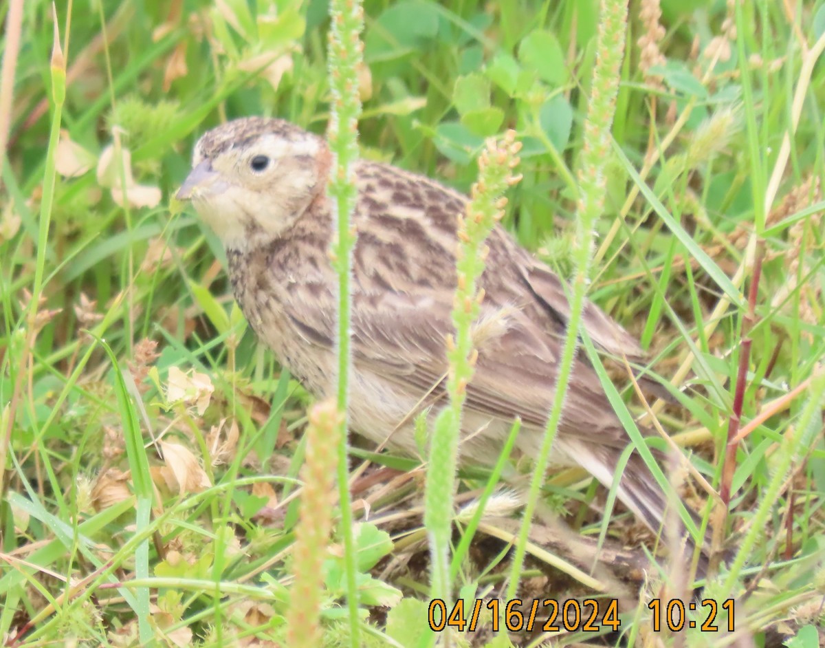 Chestnut-collared Longspur - J Berner