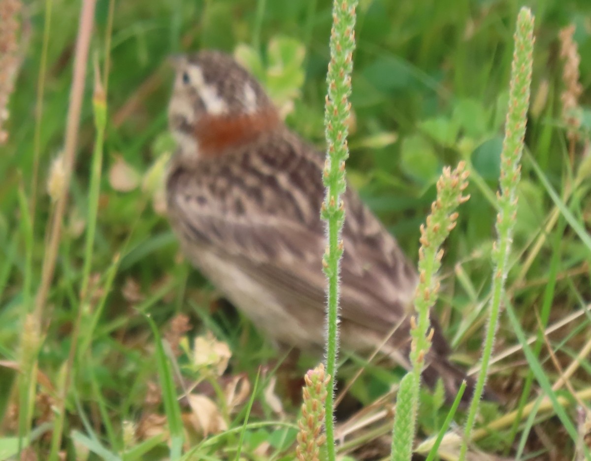 Chestnut-collared Longspur - ML617484685