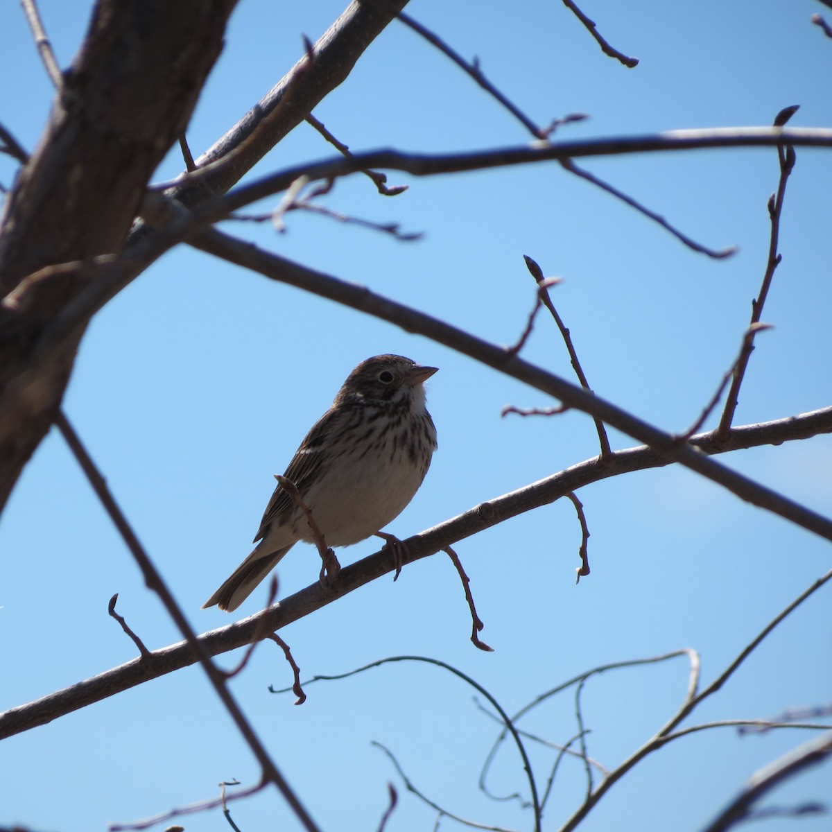 Vesper Sparrow - Rodolphe Dubois