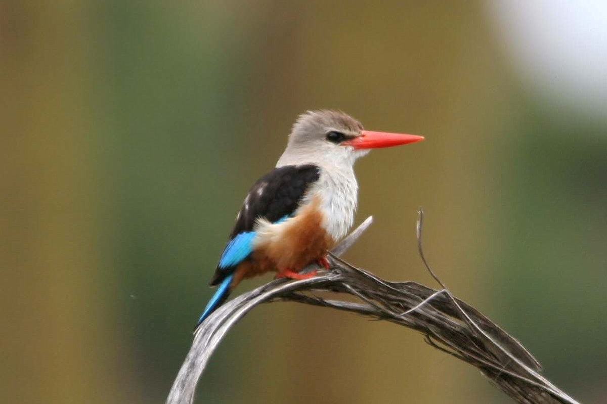 Gray-headed Kingfisher - Brad Bergstrom