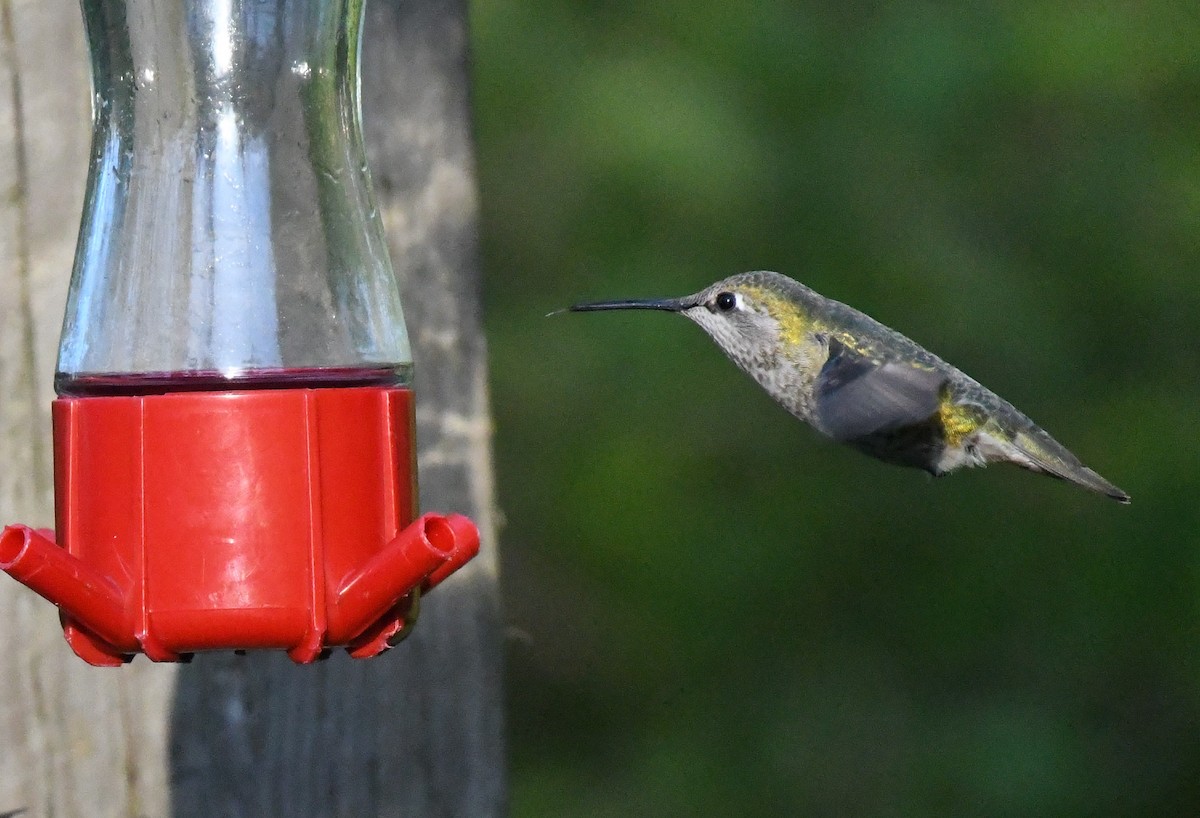 Anna's Hummingbird - ML617484723