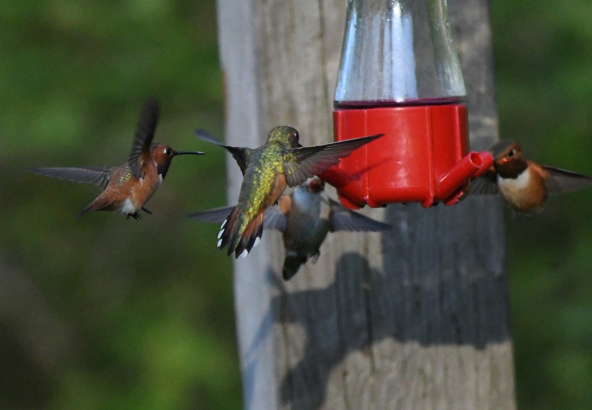 Colibrí Rufo - ML617484737