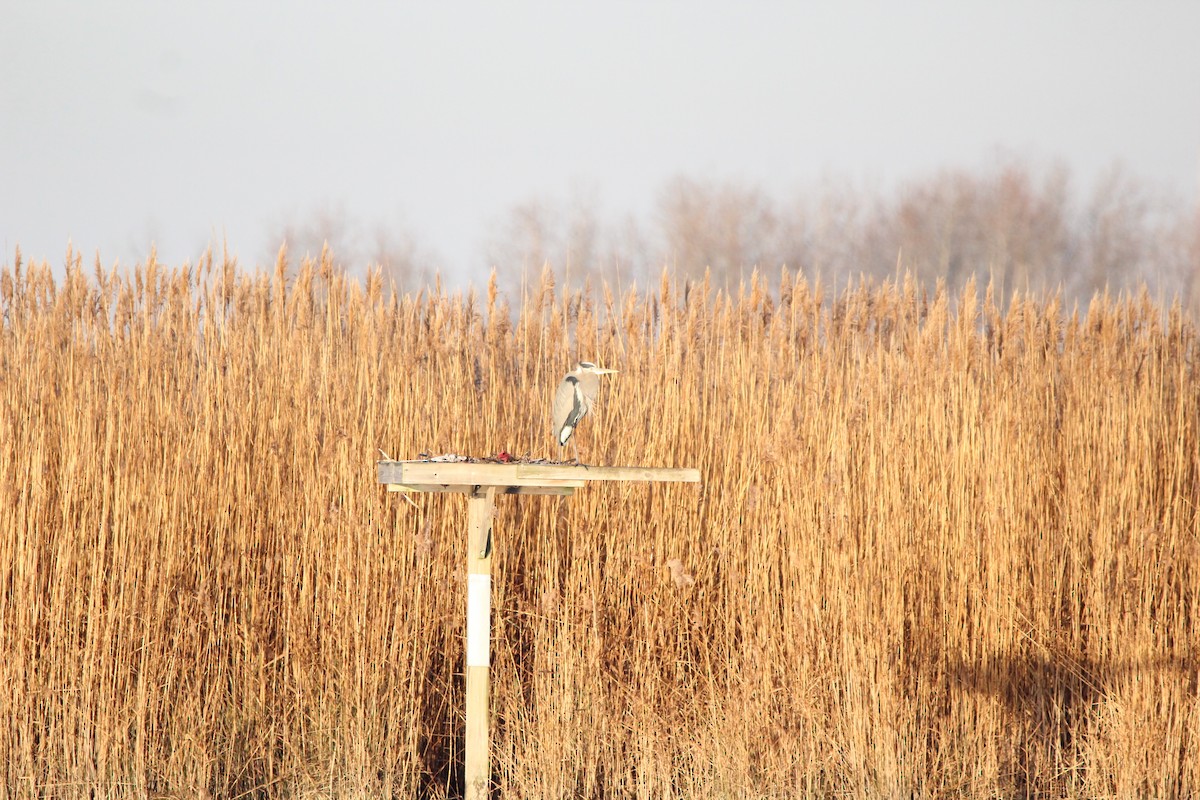 Great Blue Heron - ML617484740