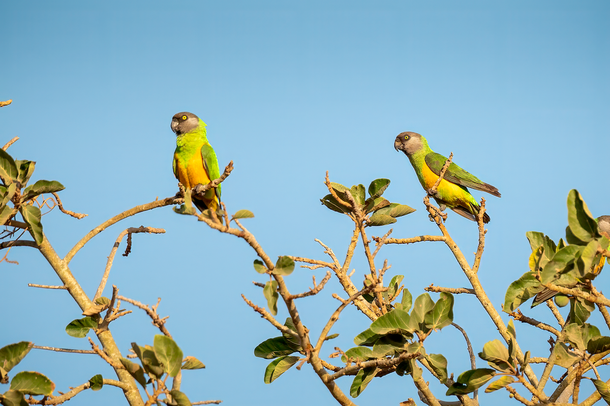 Senegal Papağanı - ML617484741