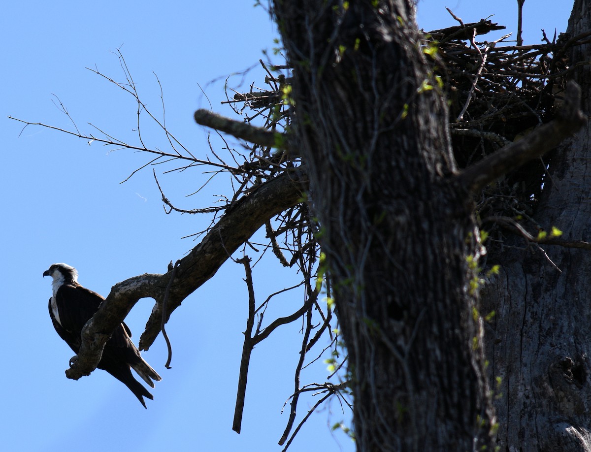 Osprey - ML617484767