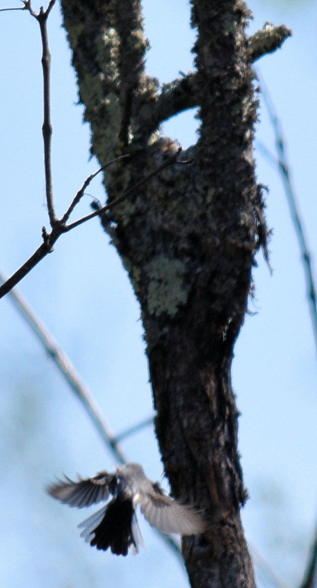 Blue-gray Gnatcatcher - ML617484808