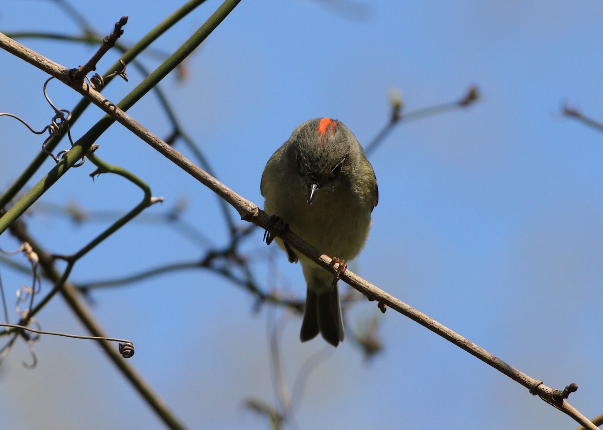 Ruby-crowned Kinglet - Christian Scheibe