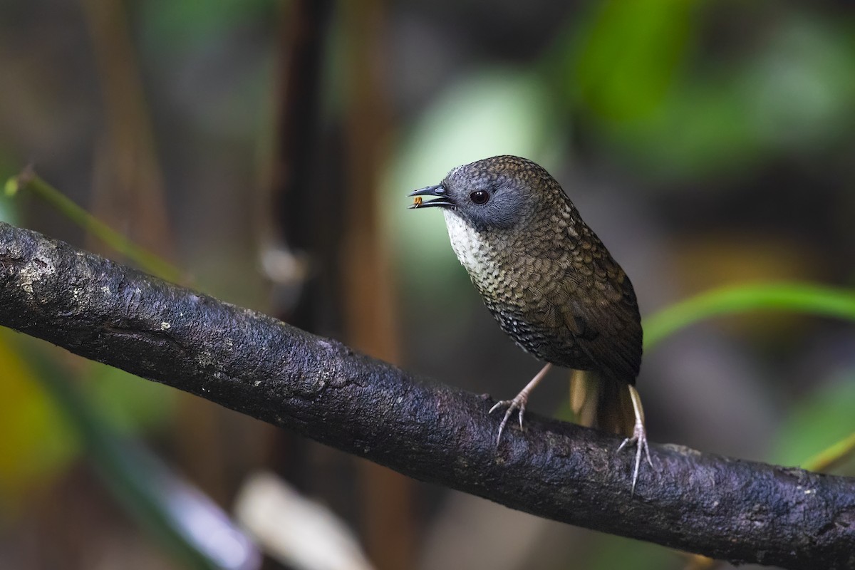 Pale-throated Wren-Babbler - ML617484867