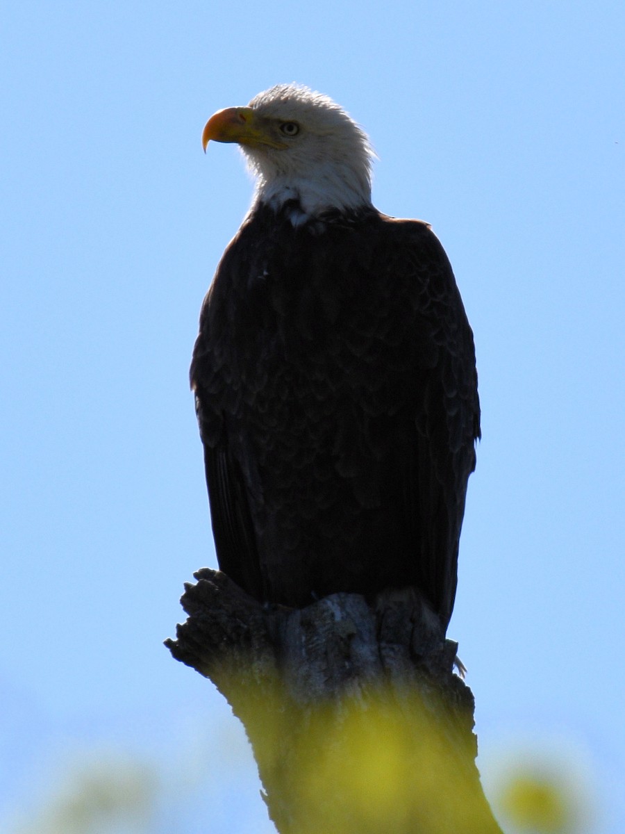 Bald Eagle - ML617484897