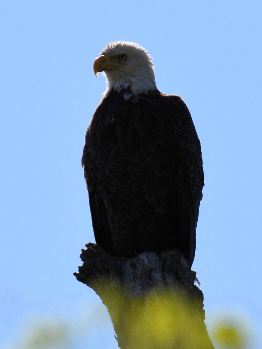 Bald Eagle - ML617484899