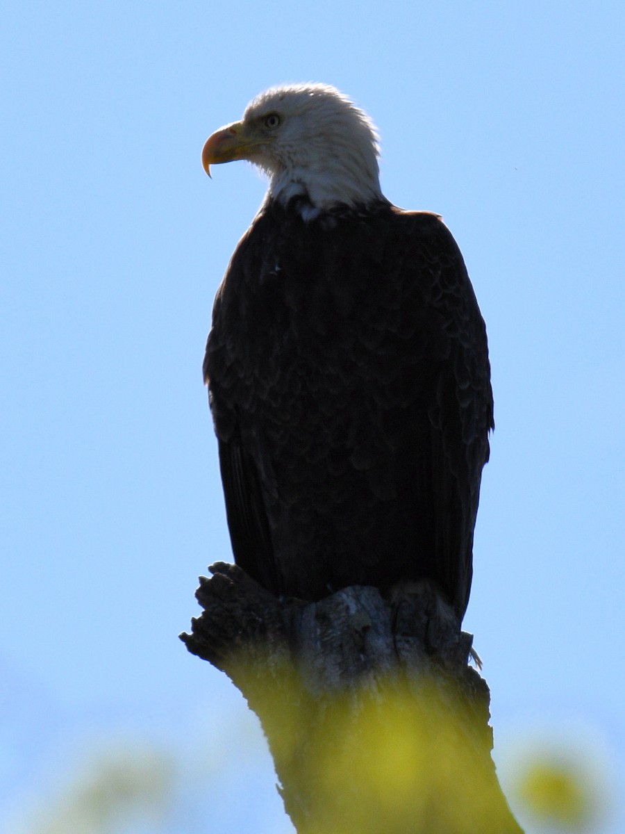 Bald Eagle - ML617484900