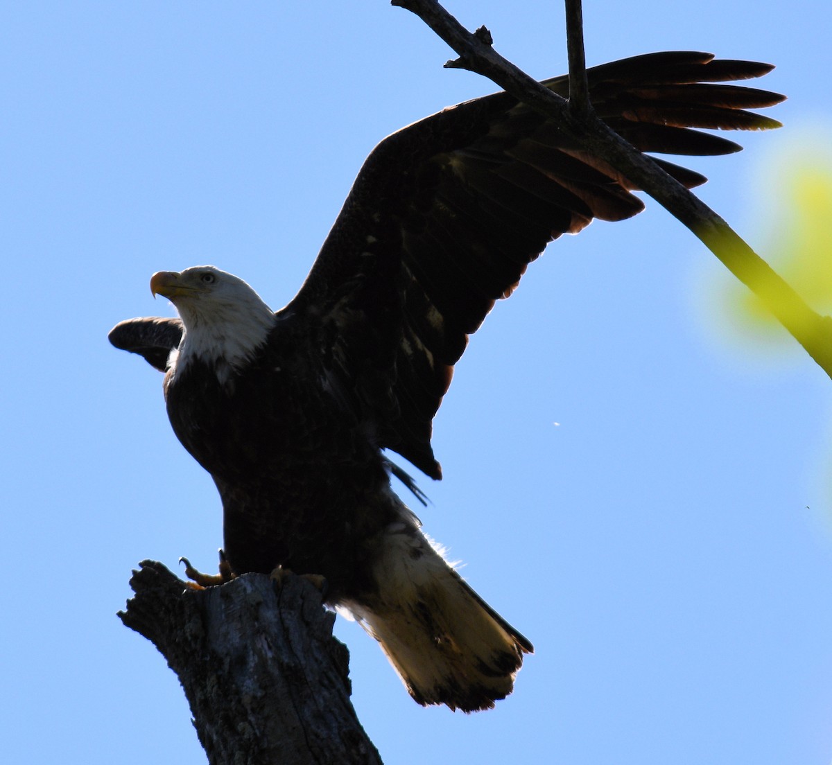 Bald Eagle - ML617484903