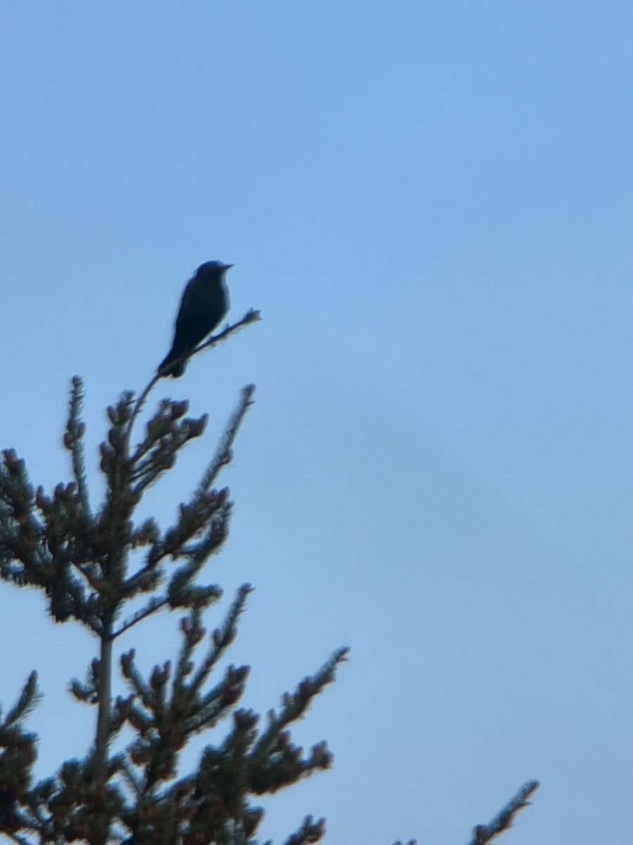 Brewer's Blackbird - Jamie Acker