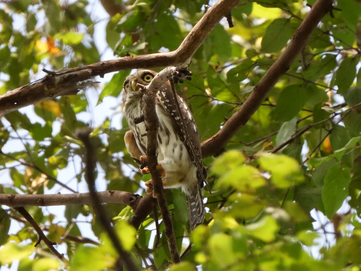 Pearl-spotted Owlet - Bev Agler