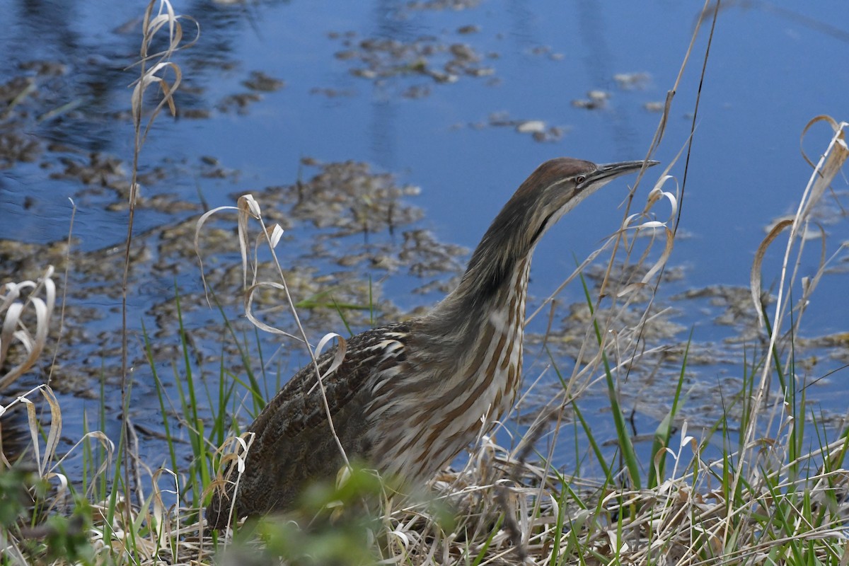 American Bittern - ML617484923