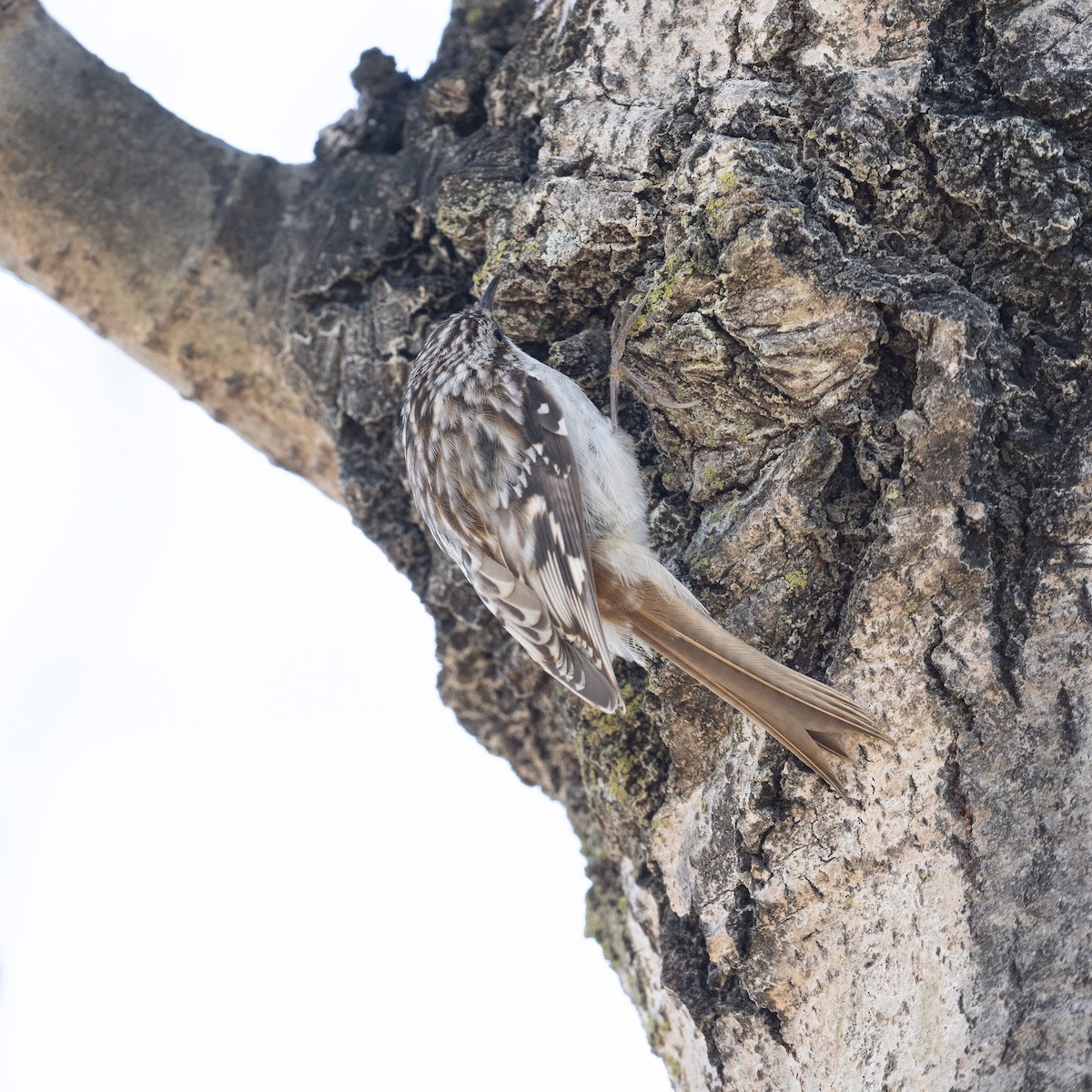 Brown Creeper - Graham Deese