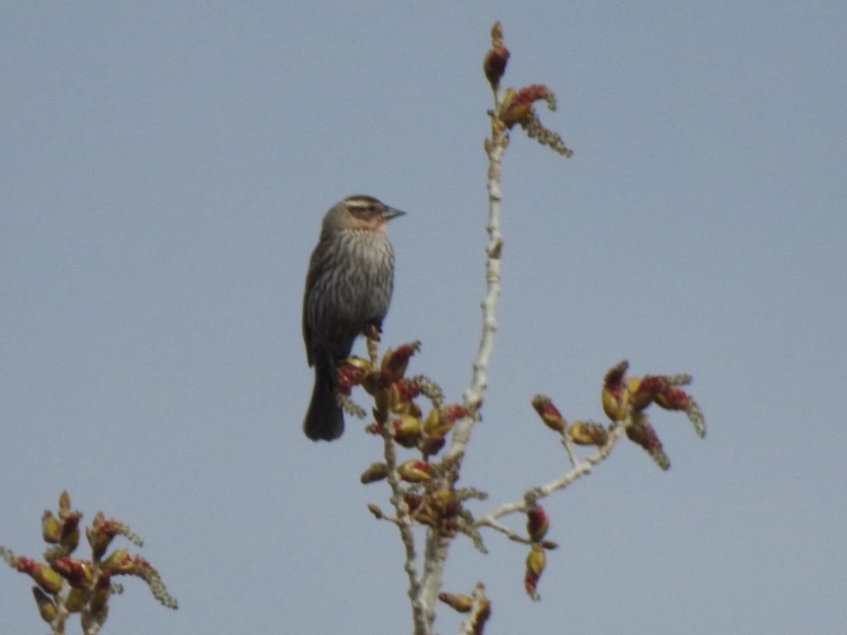 Red-winged Blackbird - ML617484962