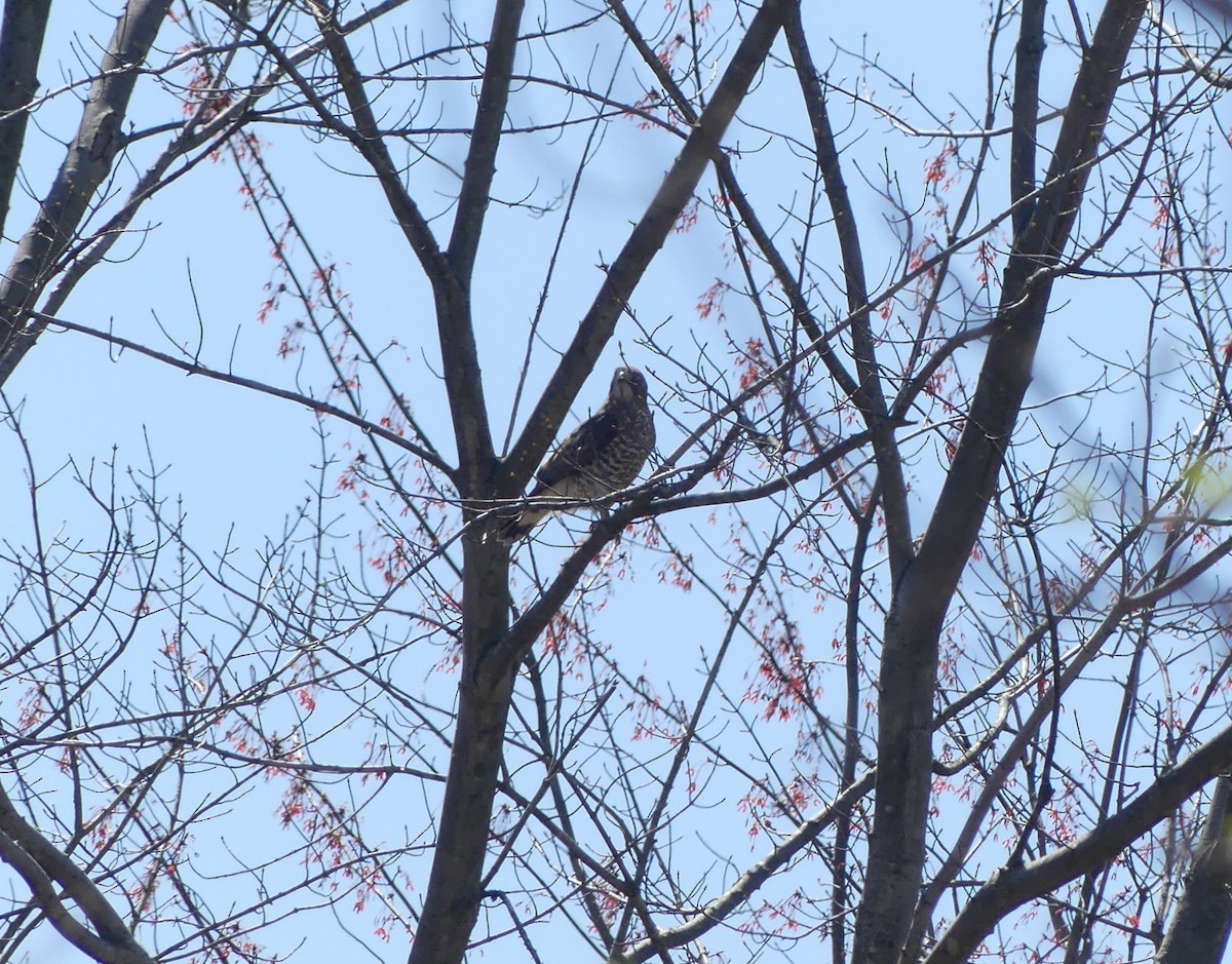 Broad-winged Hawk - ML617484964
