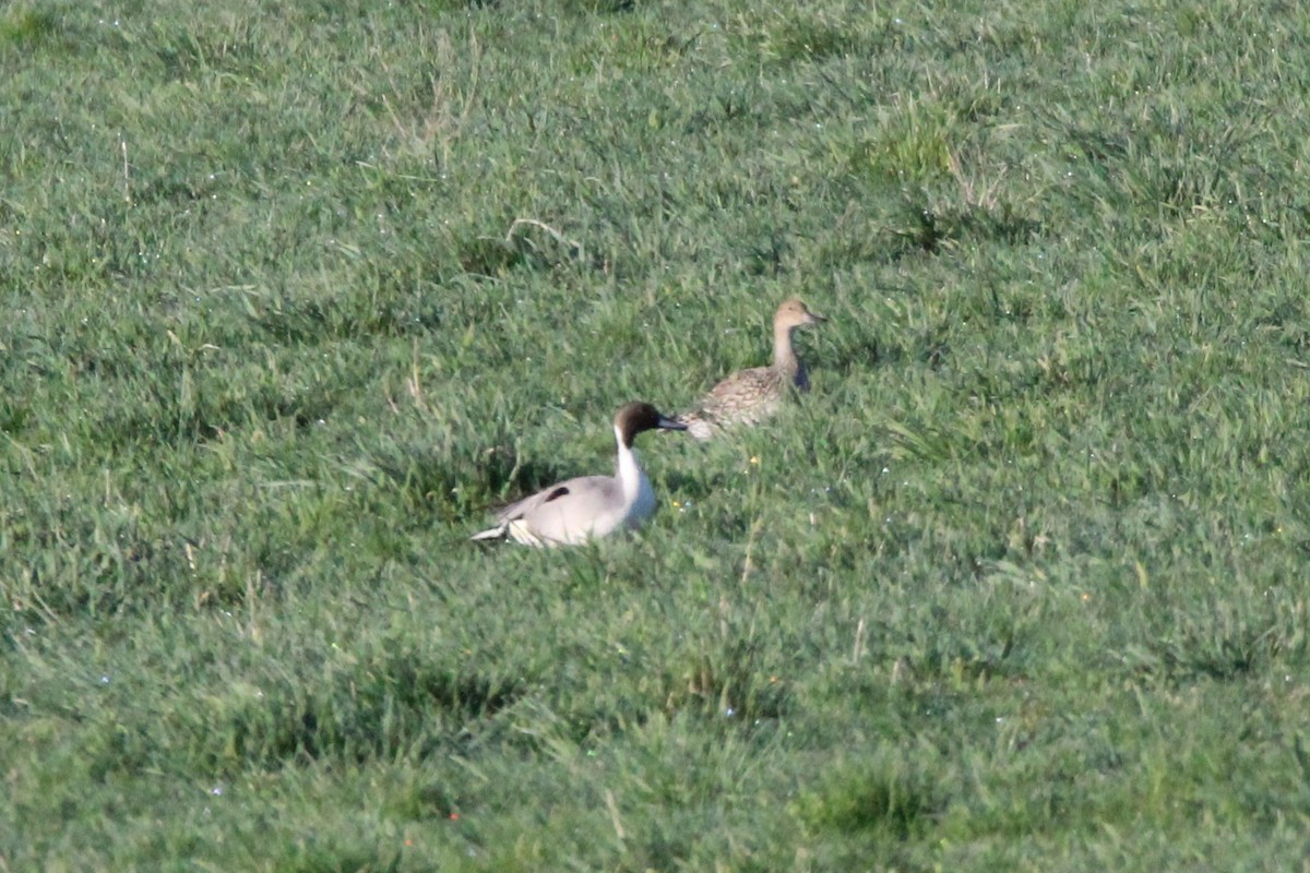 Northern Pintail - ML617484965