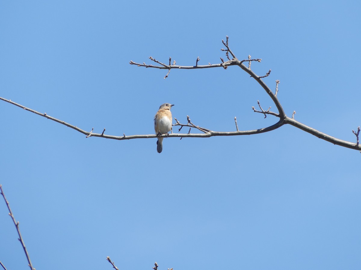 Eastern Bluebird - Sally Isacco