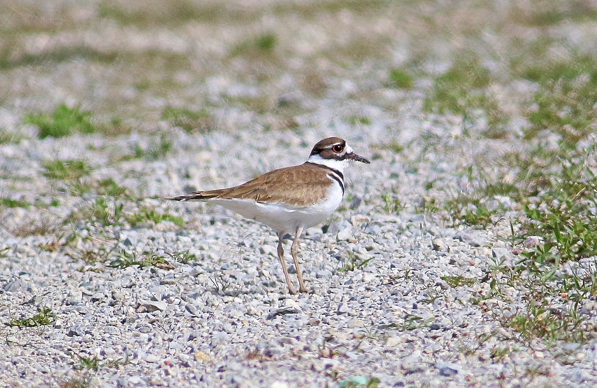 Killdeer - ML617484994