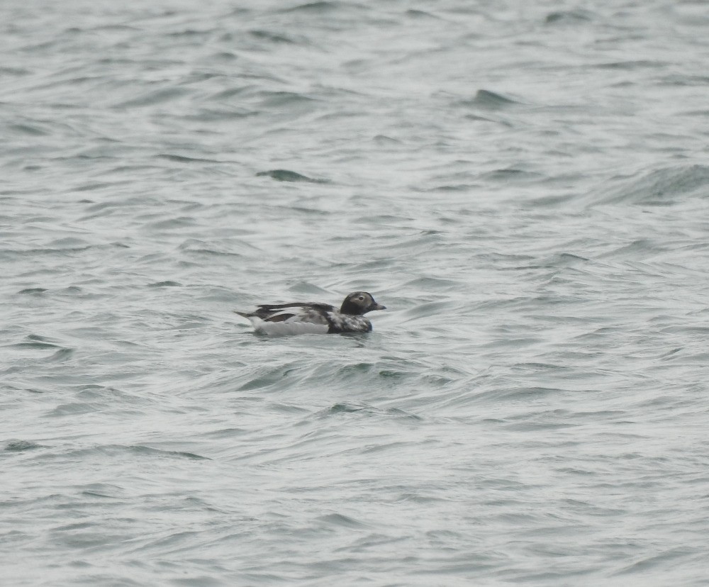 Long-tailed Duck - ML617485037