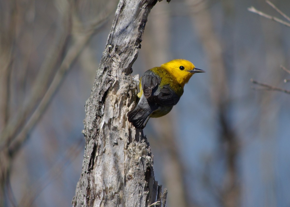 Prothonotary Warbler - ML617485089