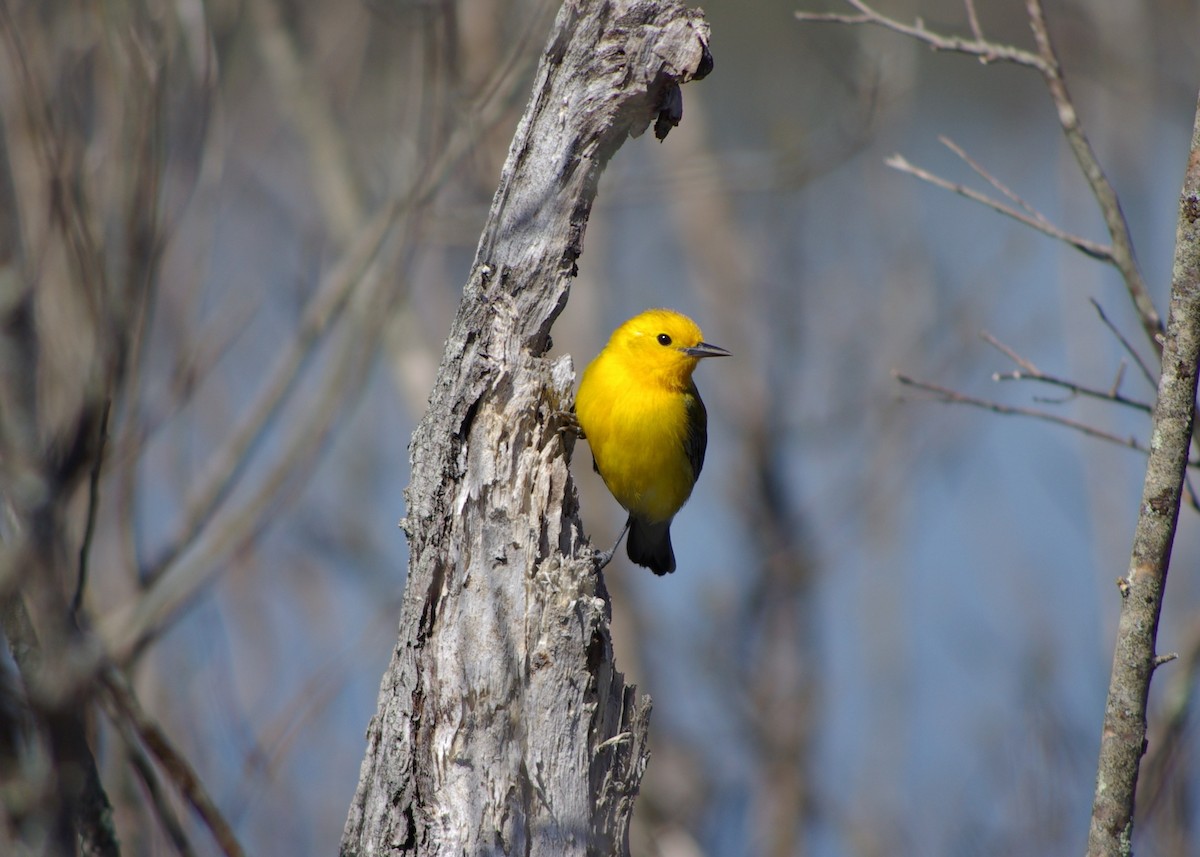 Prothonotary Warbler - ML617485090