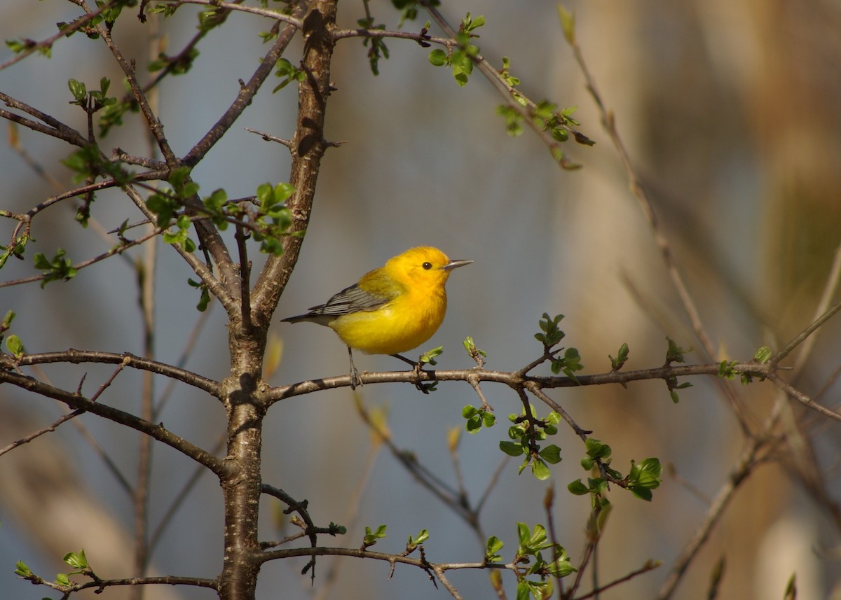 Prothonotary Warbler - ML617485091