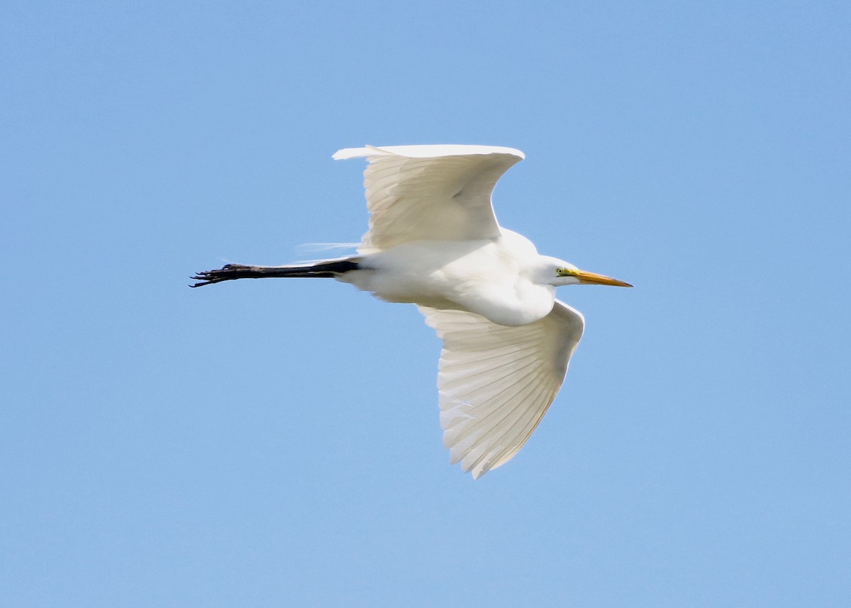 Great Egret - ML617485113