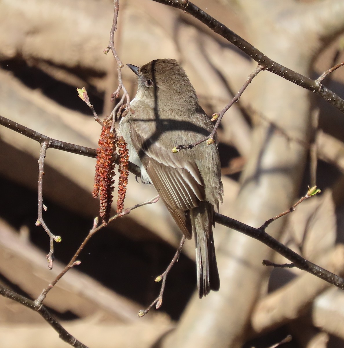 Eastern Phoebe - ML617485117