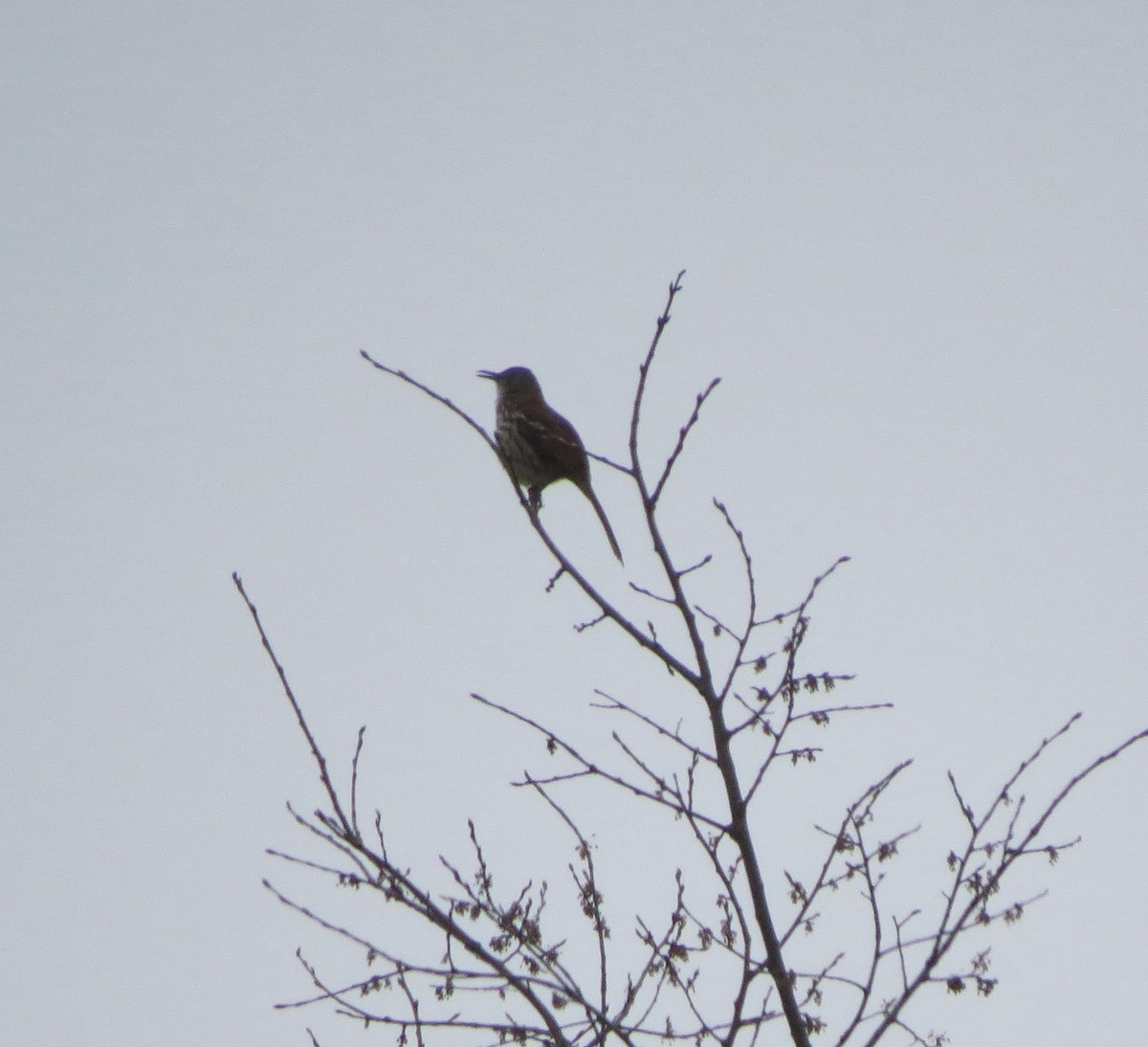 Brown Thrasher - ML617485223