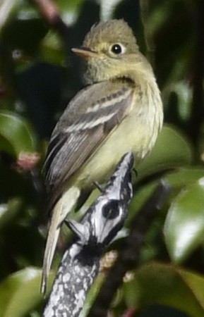 Western Flycatcher - ML617485257