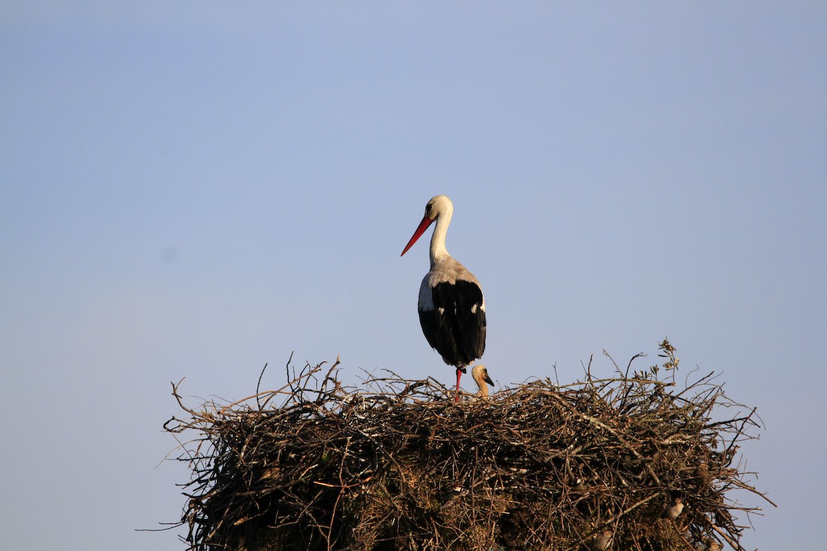 White Stork - ML617485359