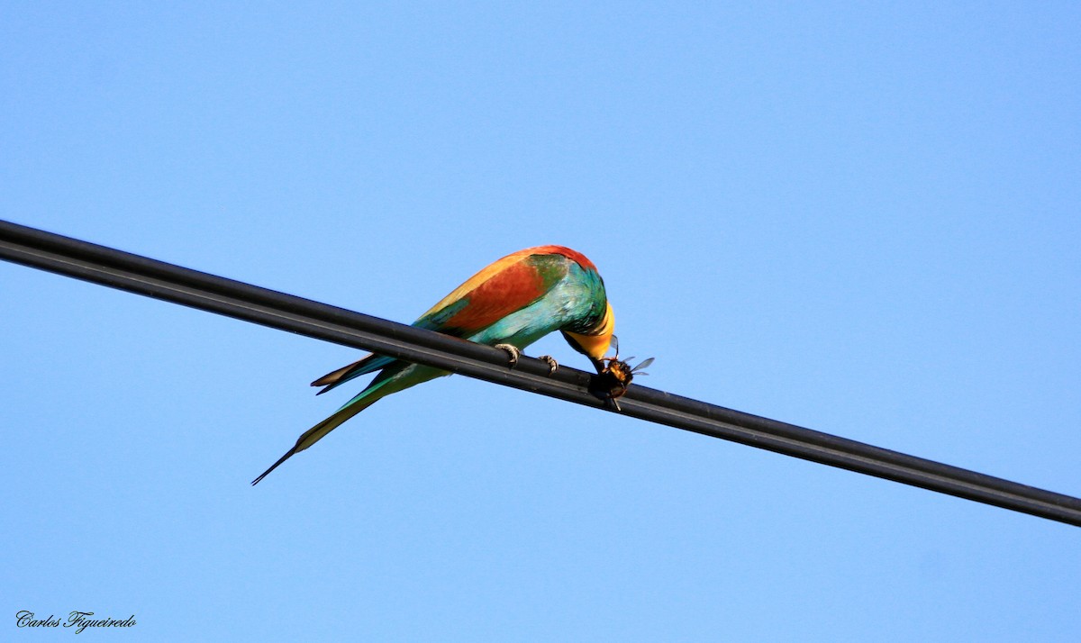 European Bee-eater - ML617485405