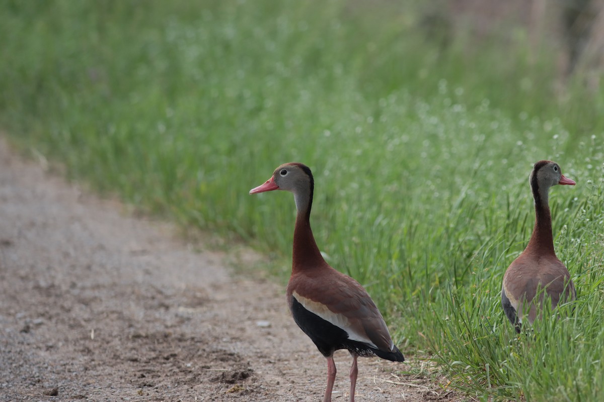 Black-bellied Whistling-Duck - Mike E