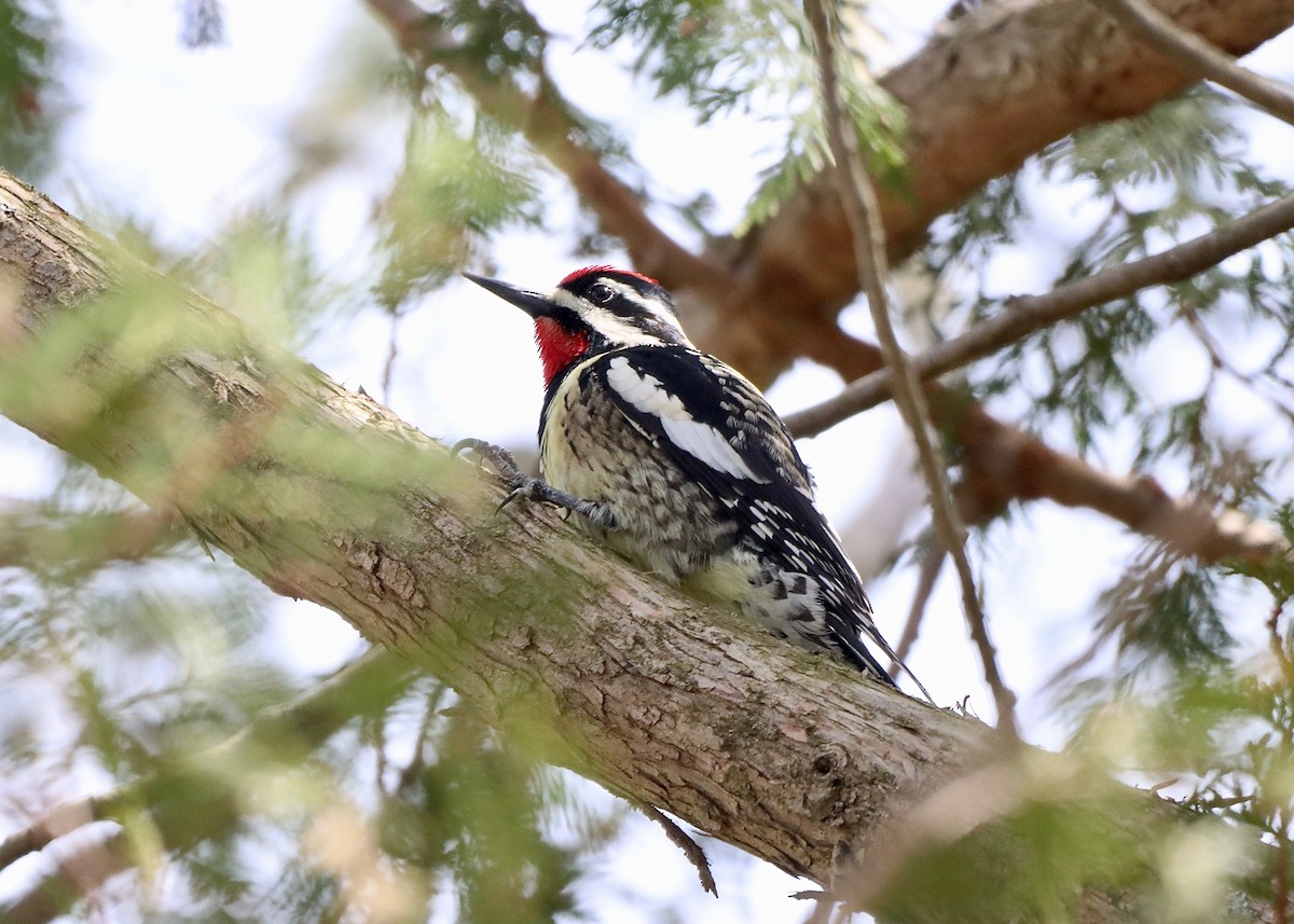 Yellow-bellied Sapsucker - ML617485466