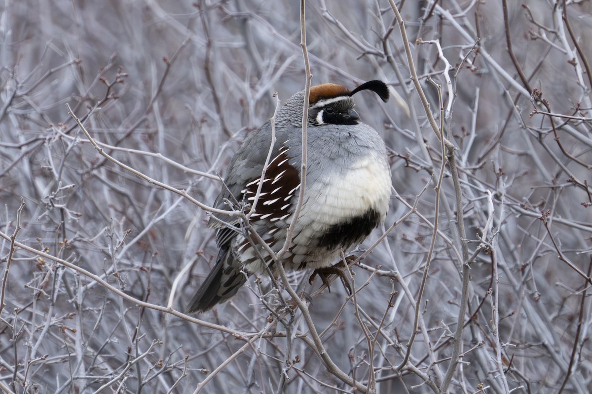 Gambel's Quail - Mark Golan