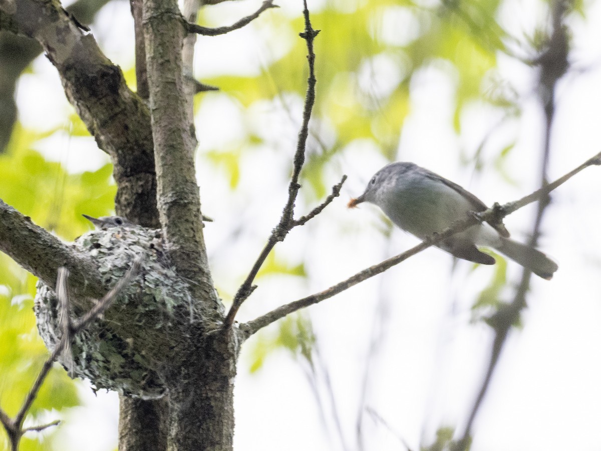 Blue-gray Gnatcatcher - Tim Kambitsch