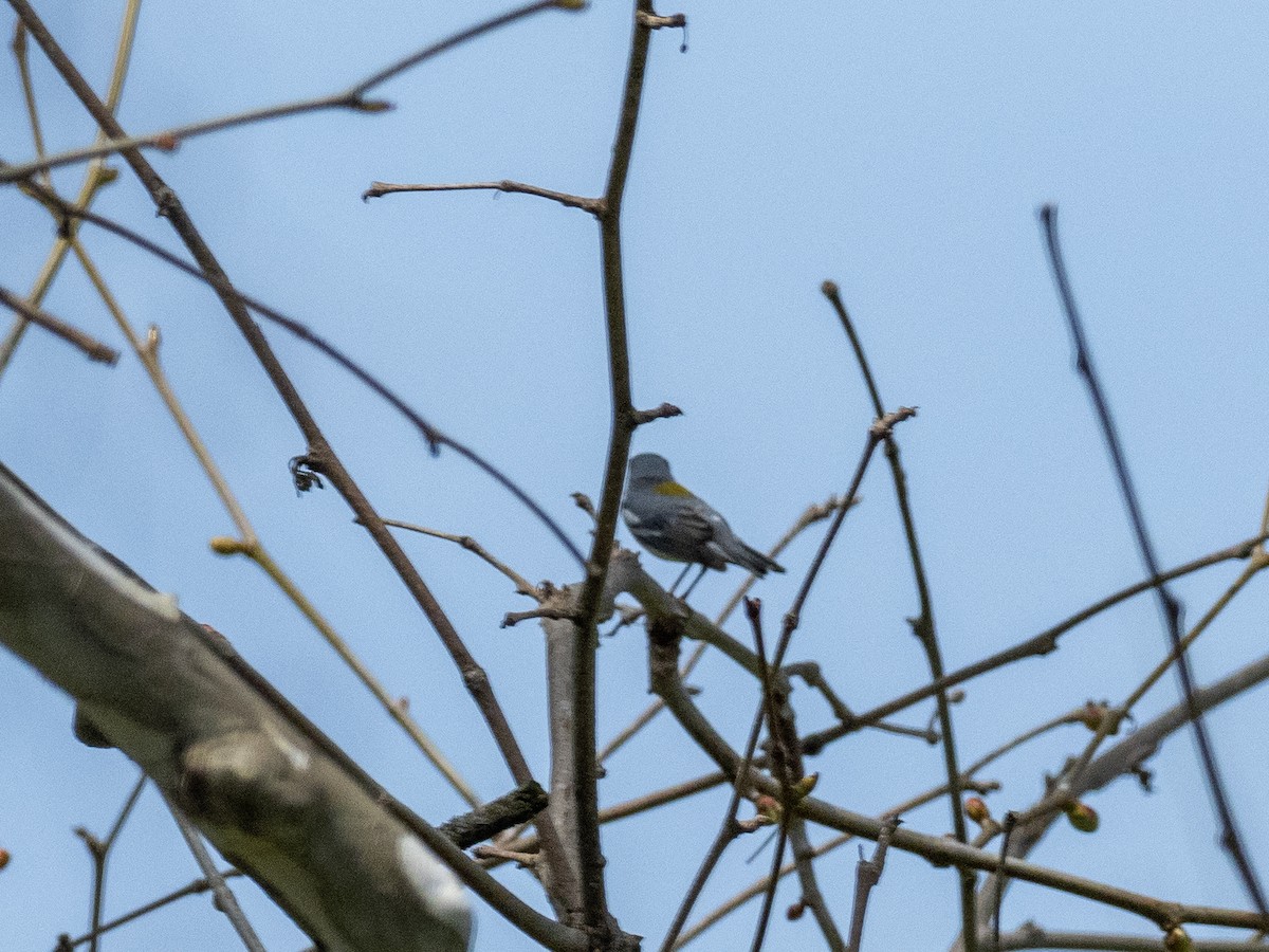 Northern Parula - ML617485537