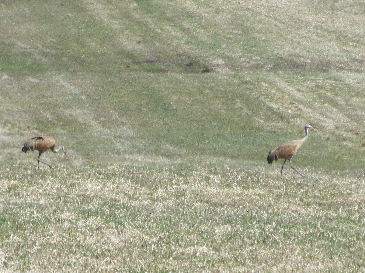 Sandhill Crane - ML617485566