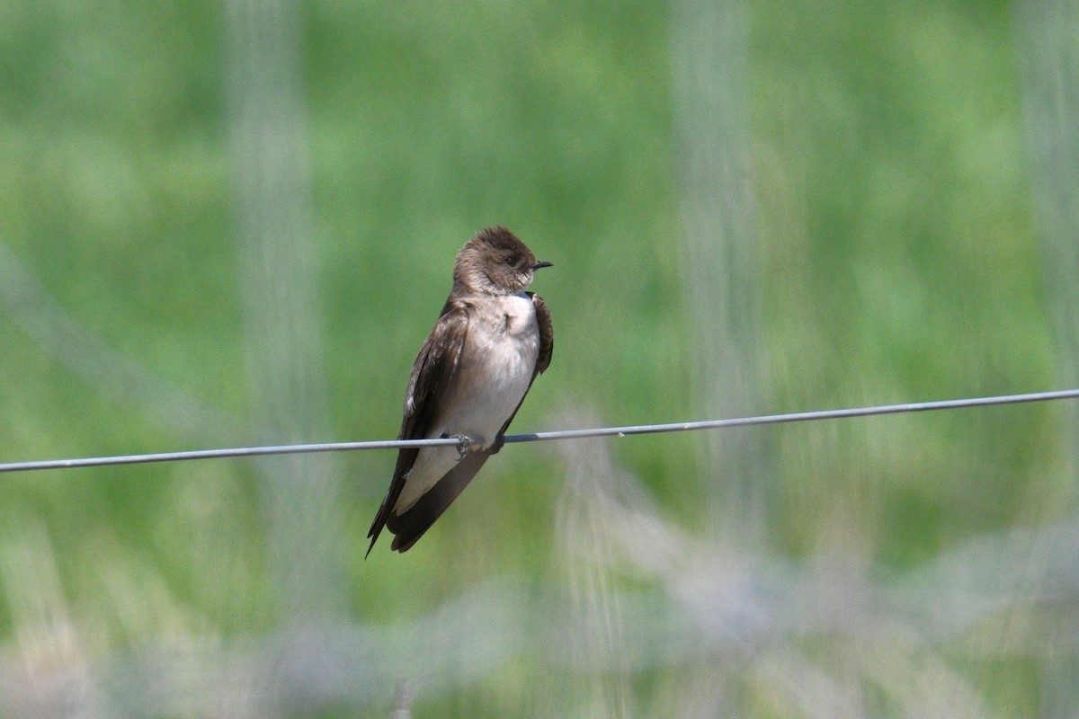 Northern Rough-winged Swallow - ML617485575