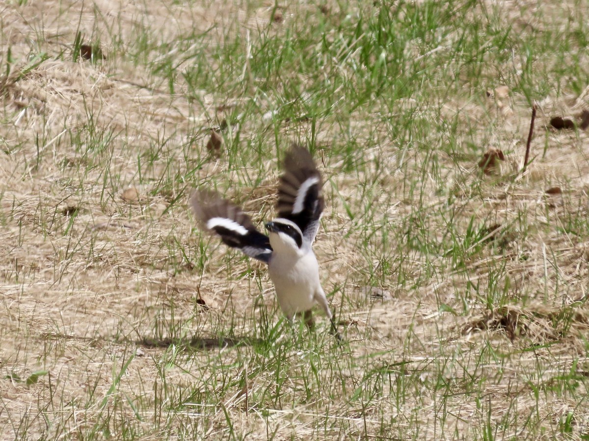 Loggerhead Shrike - ML617485634