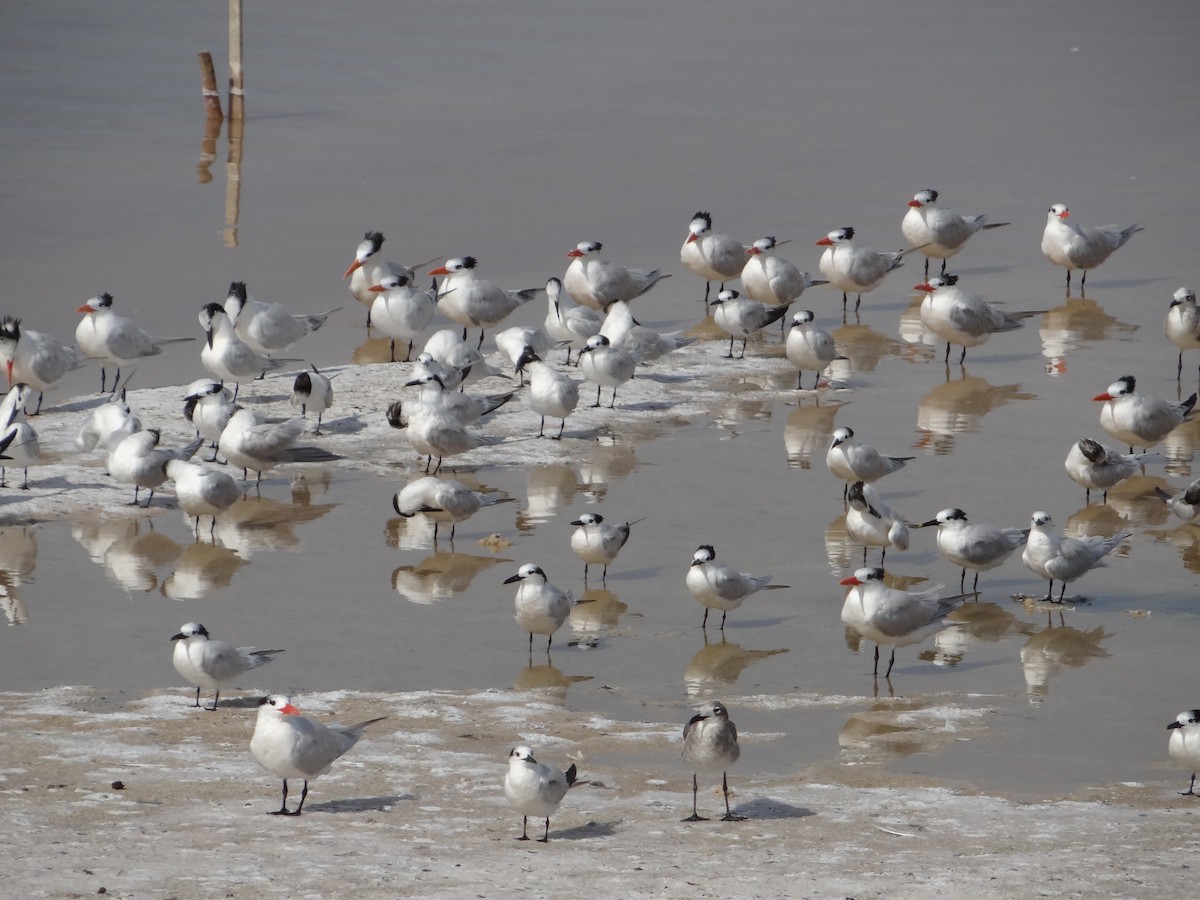 Sandwich Tern - Francisco Sornoza