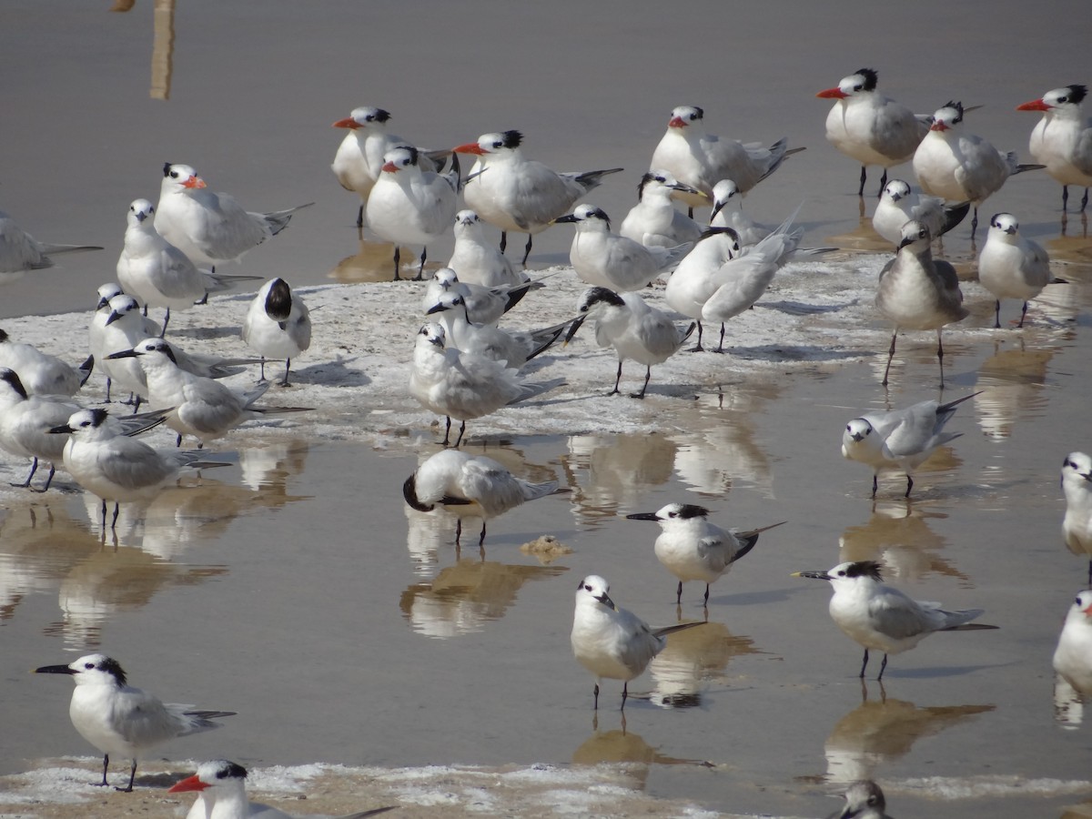 Sandwich Tern - ML617485650