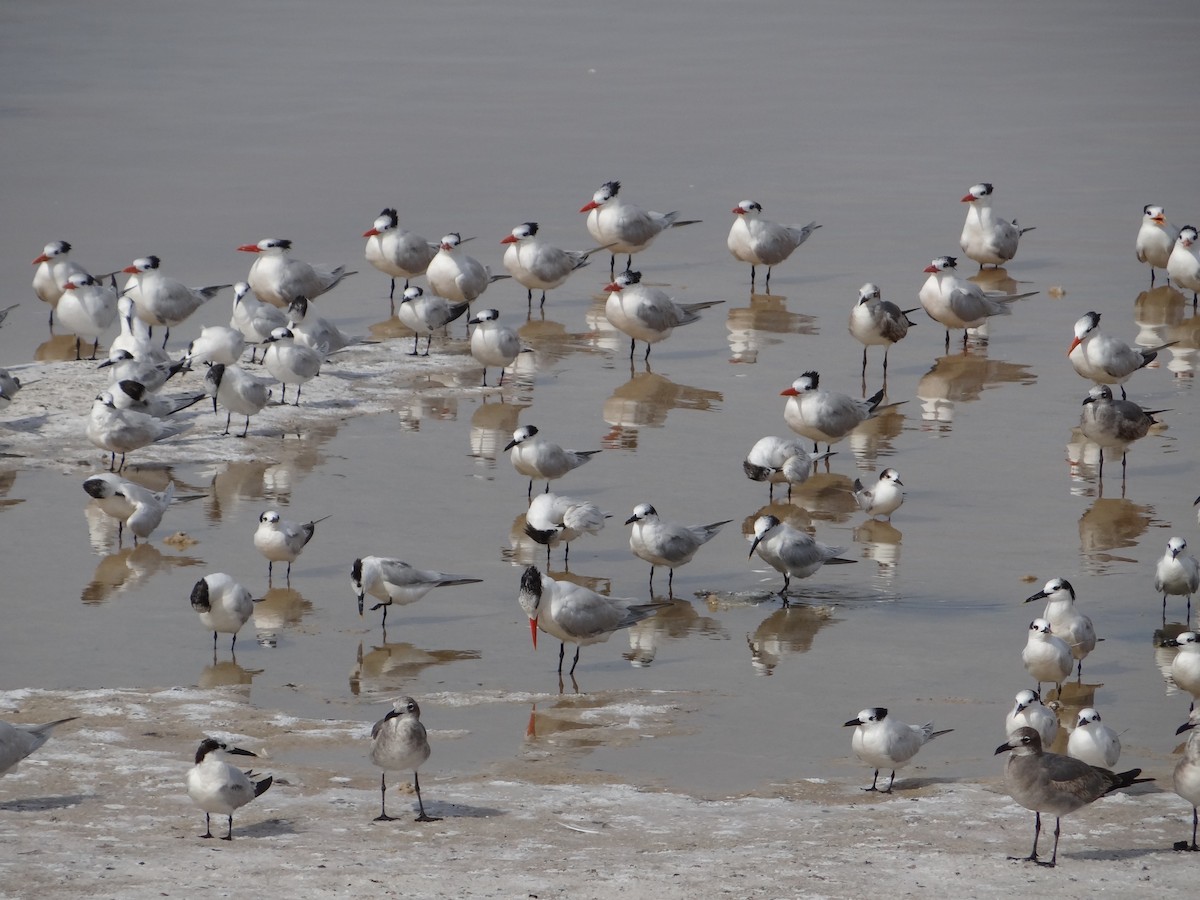 Sandwich Tern - ML617485651