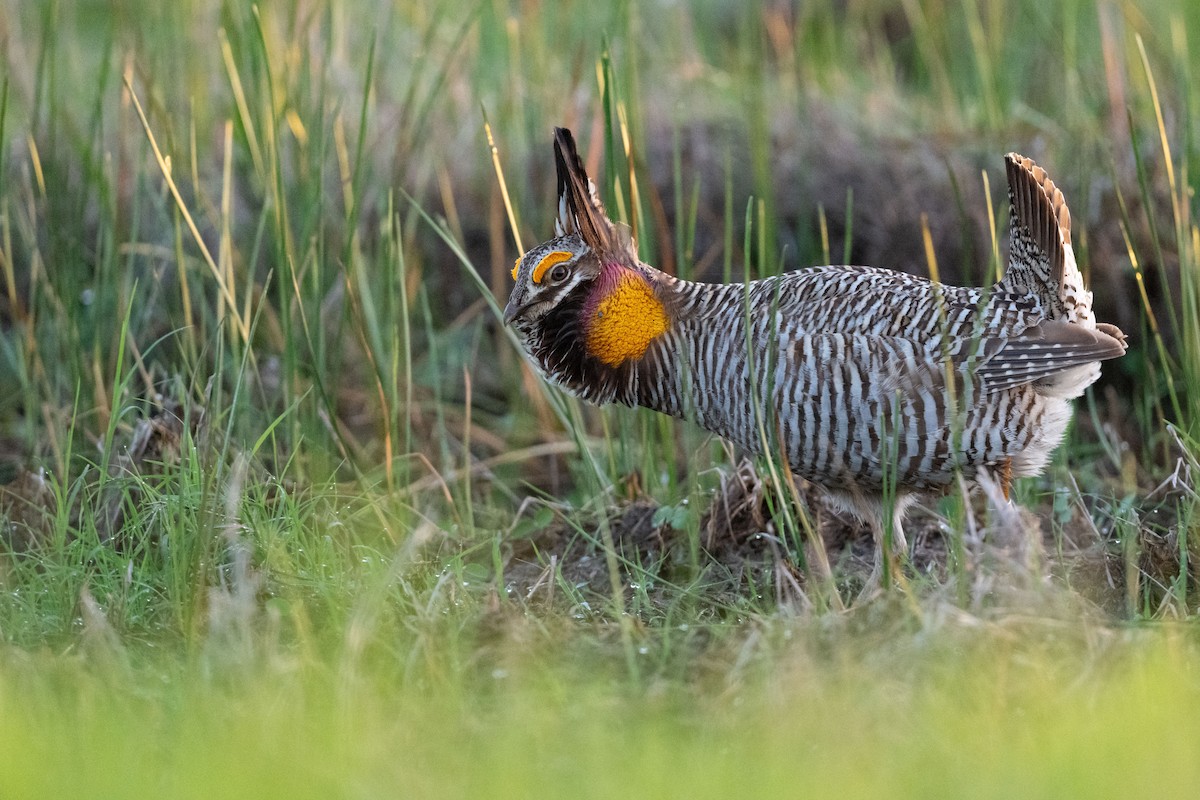 Greater Prairie-Chicken (Attwater's) - ML617485663