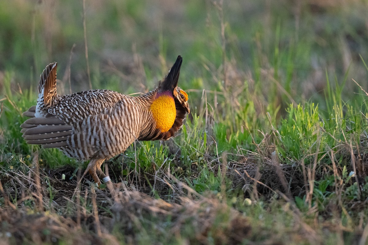 Greater Prairie-Chicken (Attwater's) - ML617485665