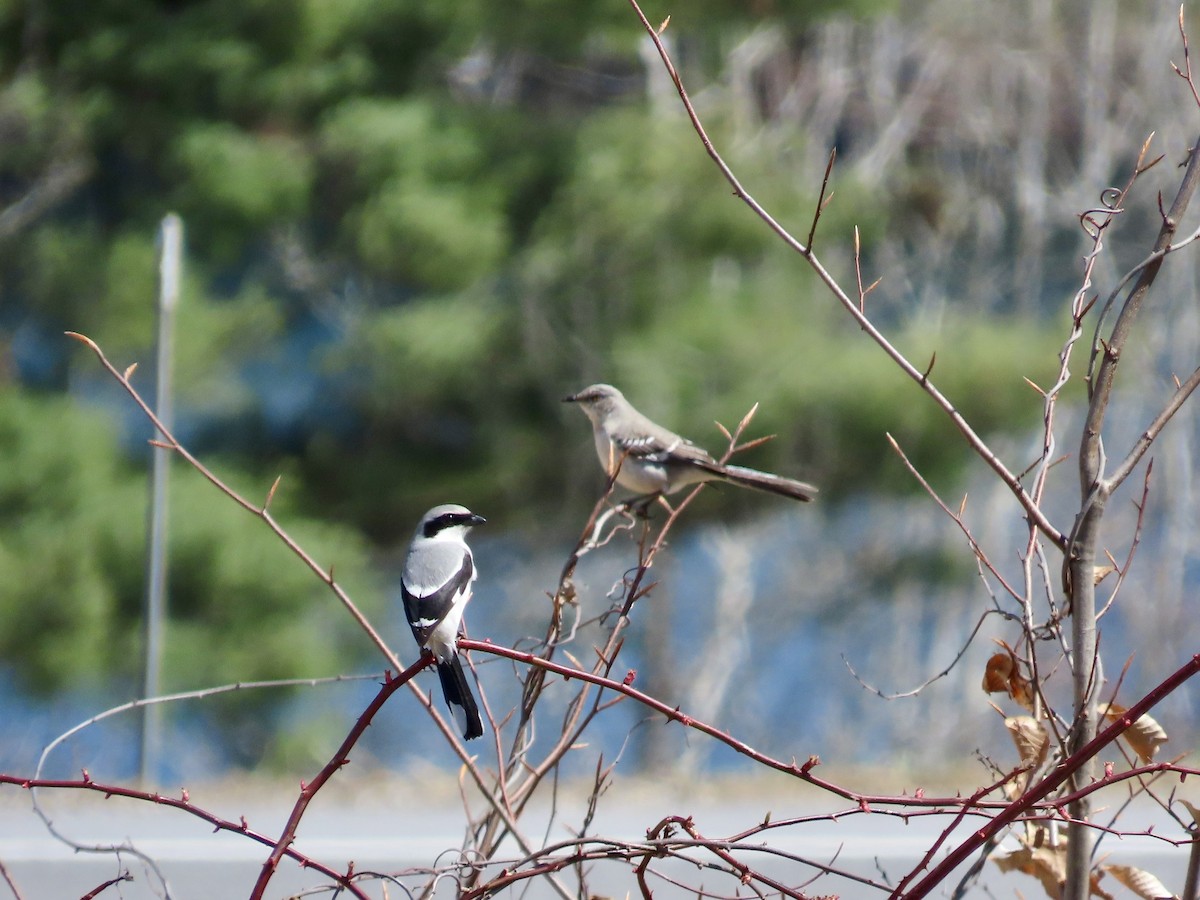 Loggerhead Shrike - ML617485676